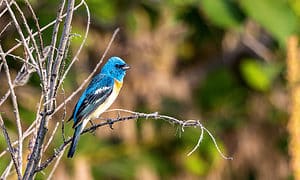 Types of Blue Birds In Washington State To Watch Picture