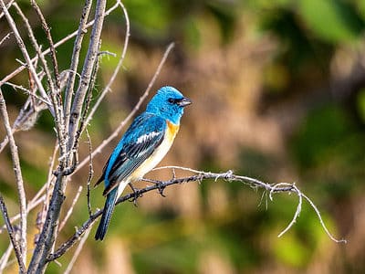 A Types of Blue Birds In Washington State To Watch