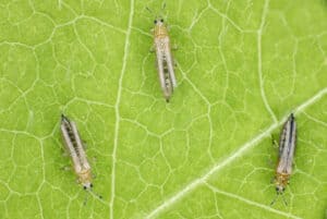 Thrips Identification Guide: How to Spot These Pesky Pests Picture