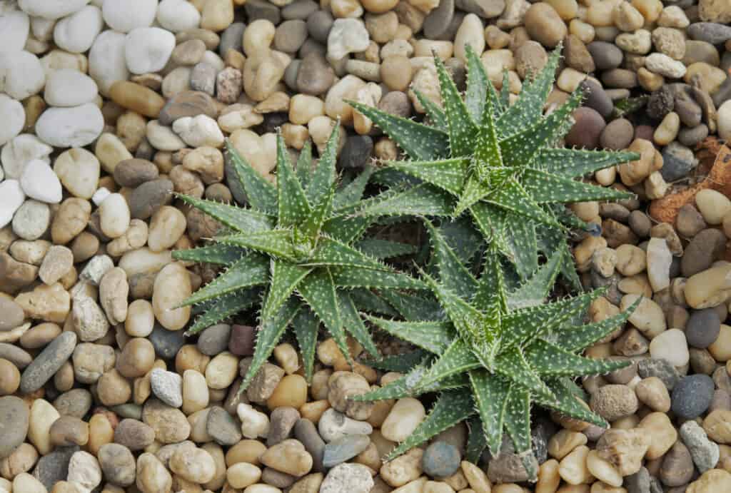 Haworthia succulent plants