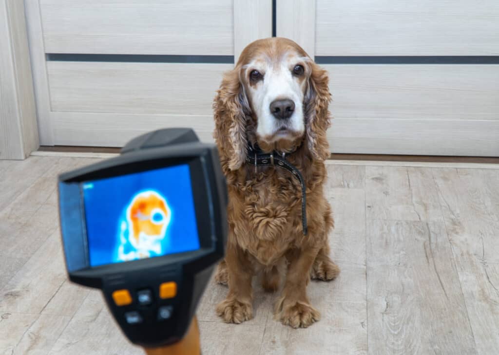 Thermal imaging of a dog utilizing infrared