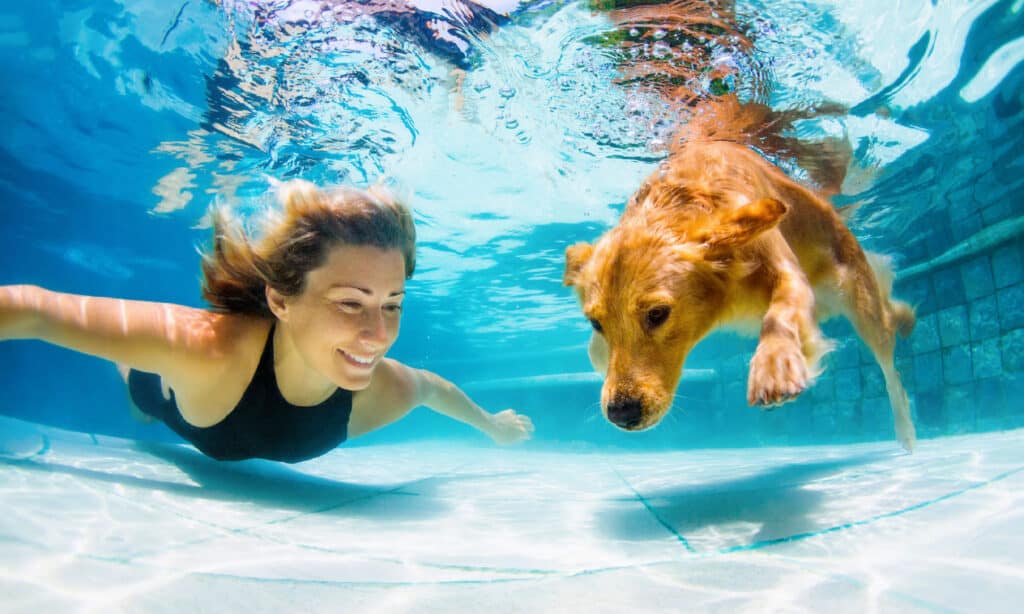 Dog, Family, Summer, Swimming, Underwater