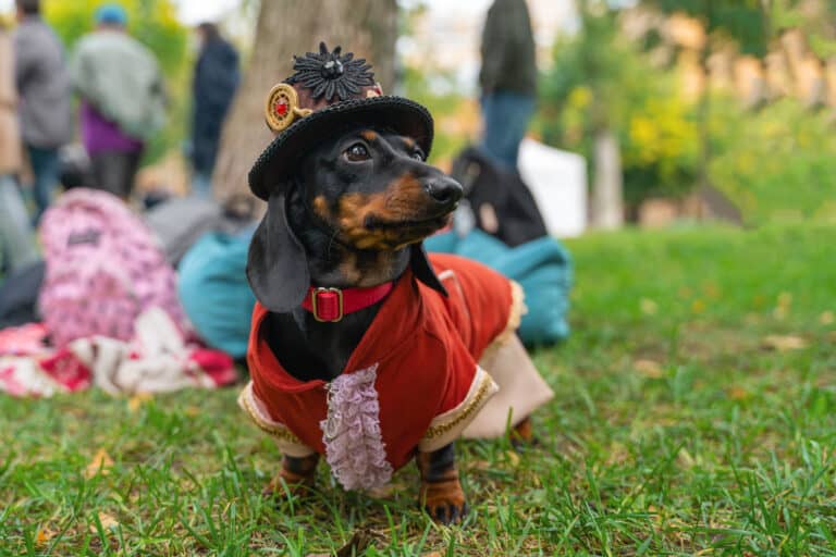 Black and tan dachshund in a costume standing in grass