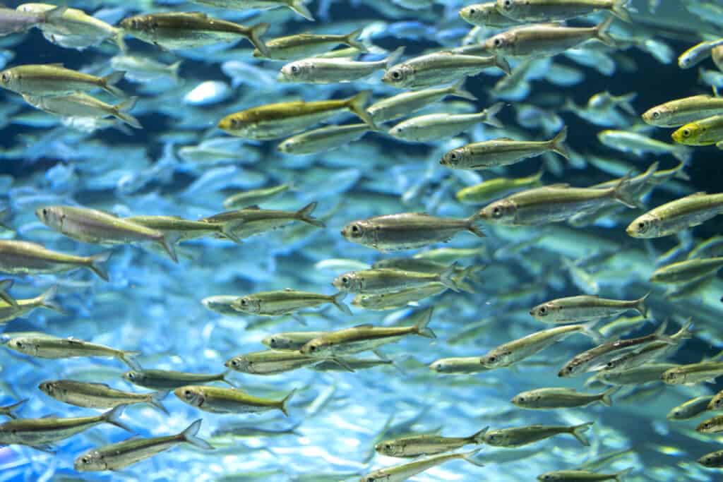 A school of luminescent green alewives equally luminous blue water. Alewives are very small fish.