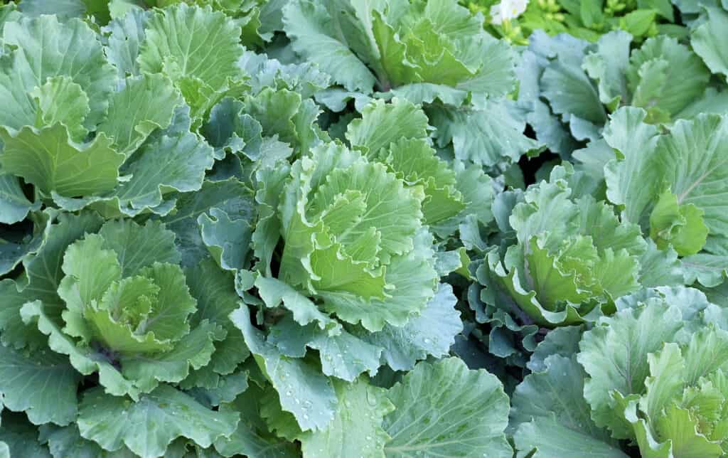 Cabbage collards growing in field