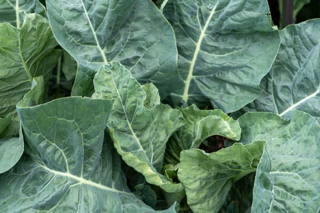 Collard greens growing.