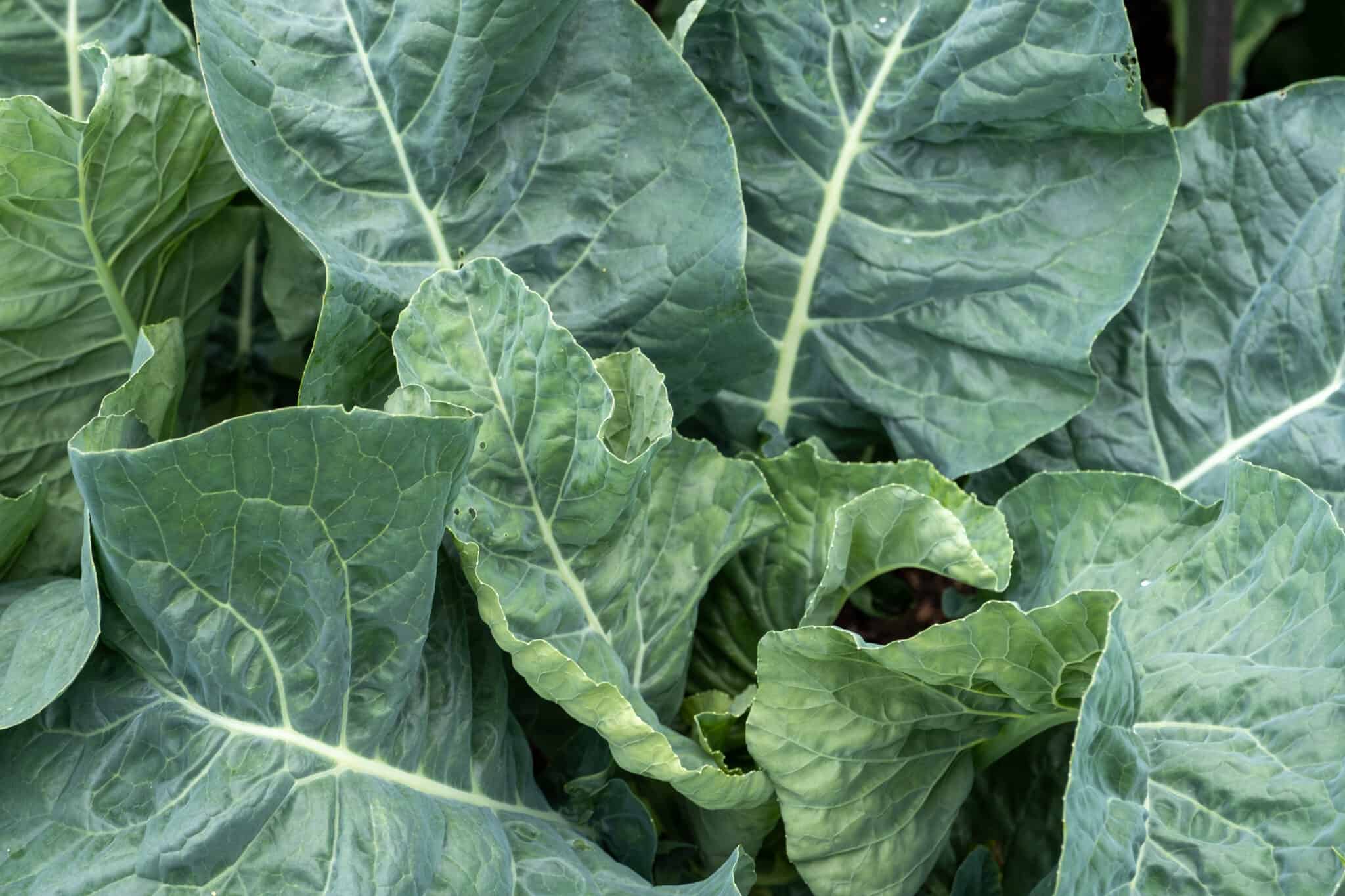 Cabbage Collards vs. Collard Greens - A-Z Animals