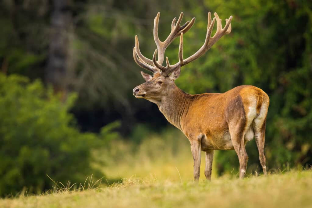 Red Deer - Animal, Deer, Forest, Slovakia, Agricultural Field