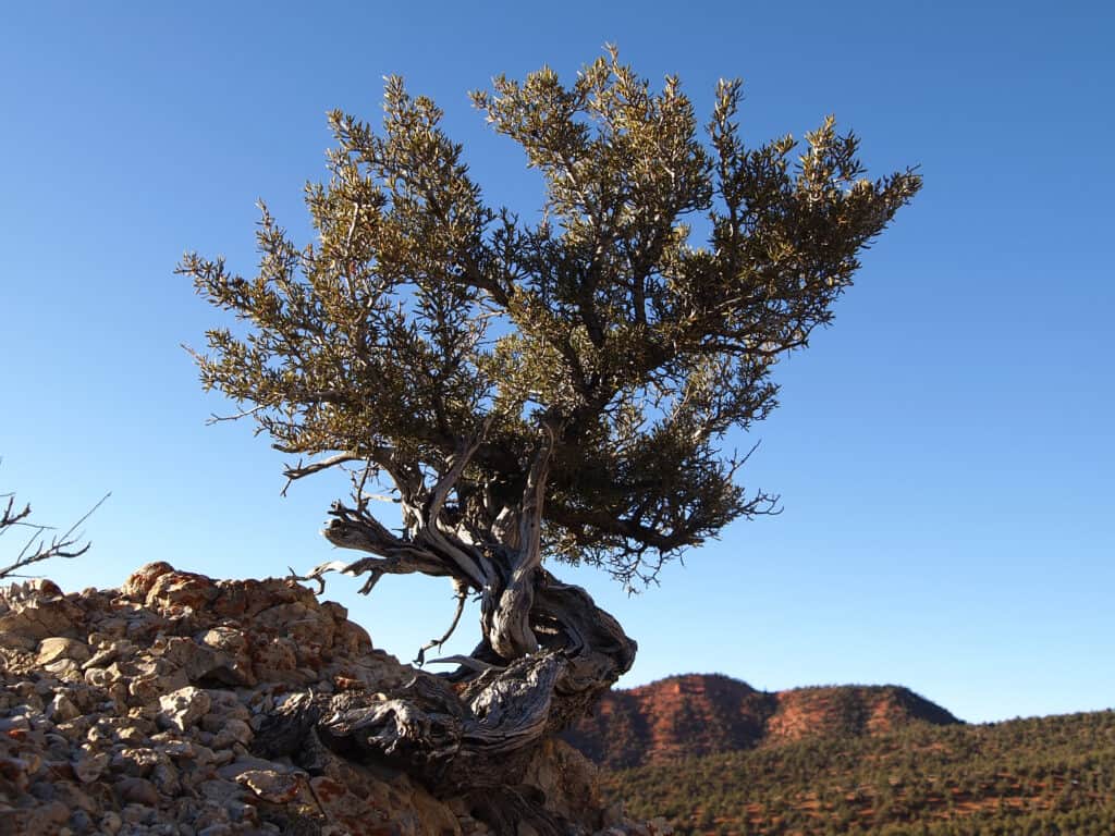 Mountain Mahogany tree