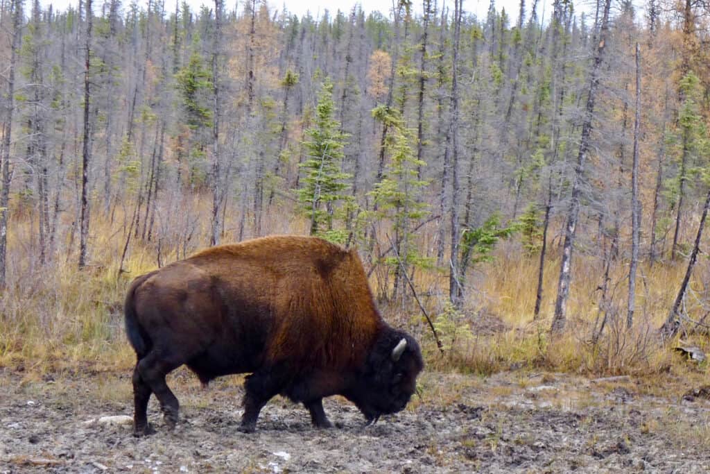 Mountain bison
