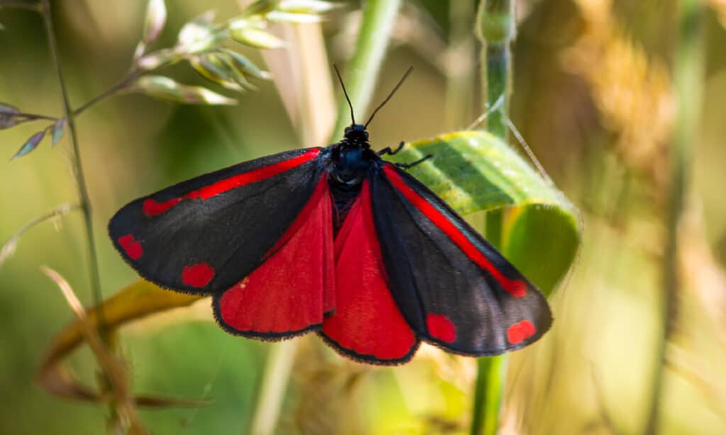 Cinnabar Moth, Animal, Animal Body Part, Animal Wildlife, Animal Wing