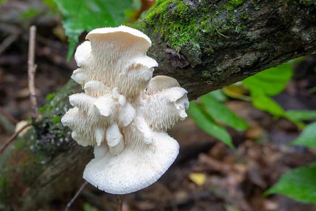 The lion's mane mushroom growing on the side of a hardwood tree