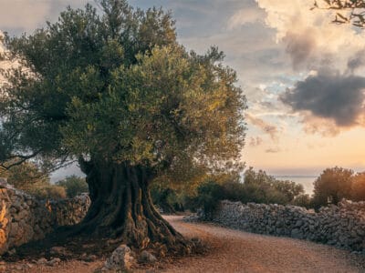 A Olive Tree: Meaning, Symbolism, and Significance