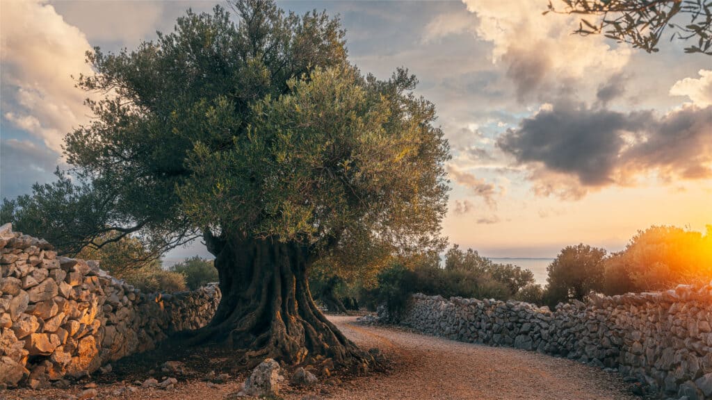 An ancient olive tree in The Olive Gardens of Lun on Pag Island, Croatia The tree has a massive trunk topped with a sphere of sage green leaves on a gravel path against a background of ancient stone walls a distant body oof water and a dusky sky with clouds.