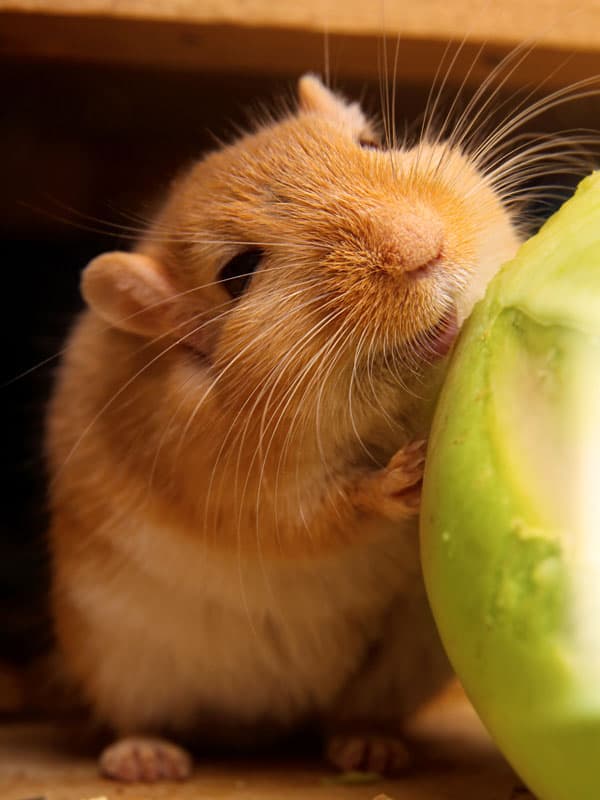 Gerbil, Hamster, Eating, Animal, Animal Body Part