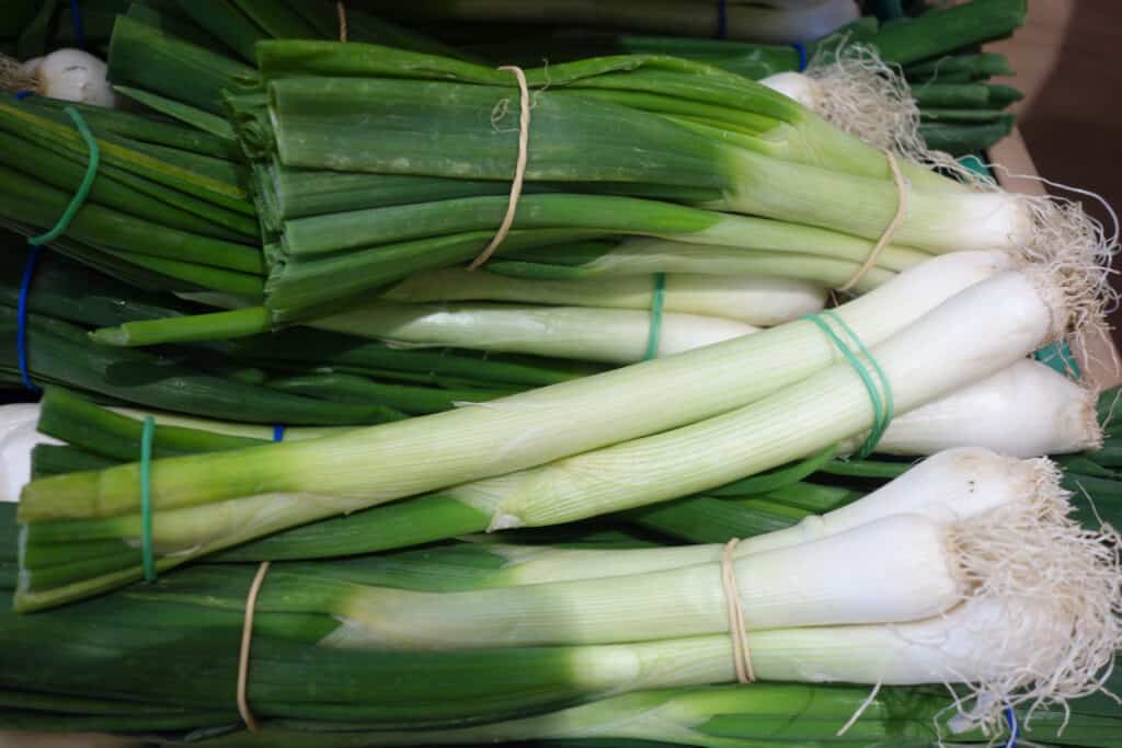 Green onions in bunches with stringy roots