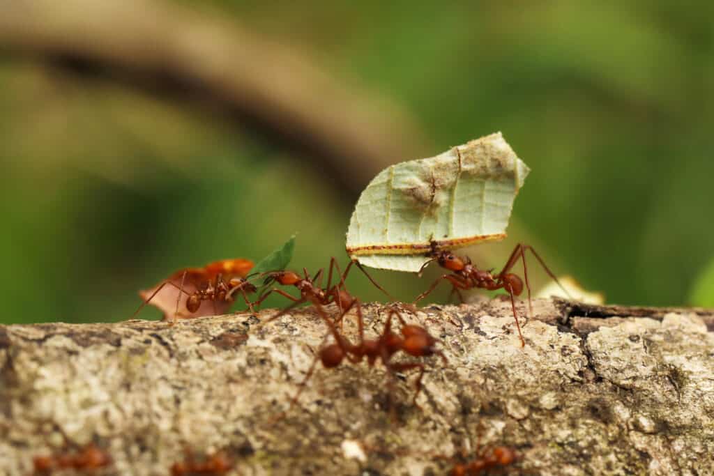 ants carrying a leaf