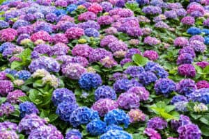 Hydrangea vs. Rhododendron: How to Tell the Difference Picture