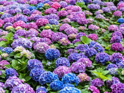 A Hydrangea vs. Rhododendron: How to Tell the Difference