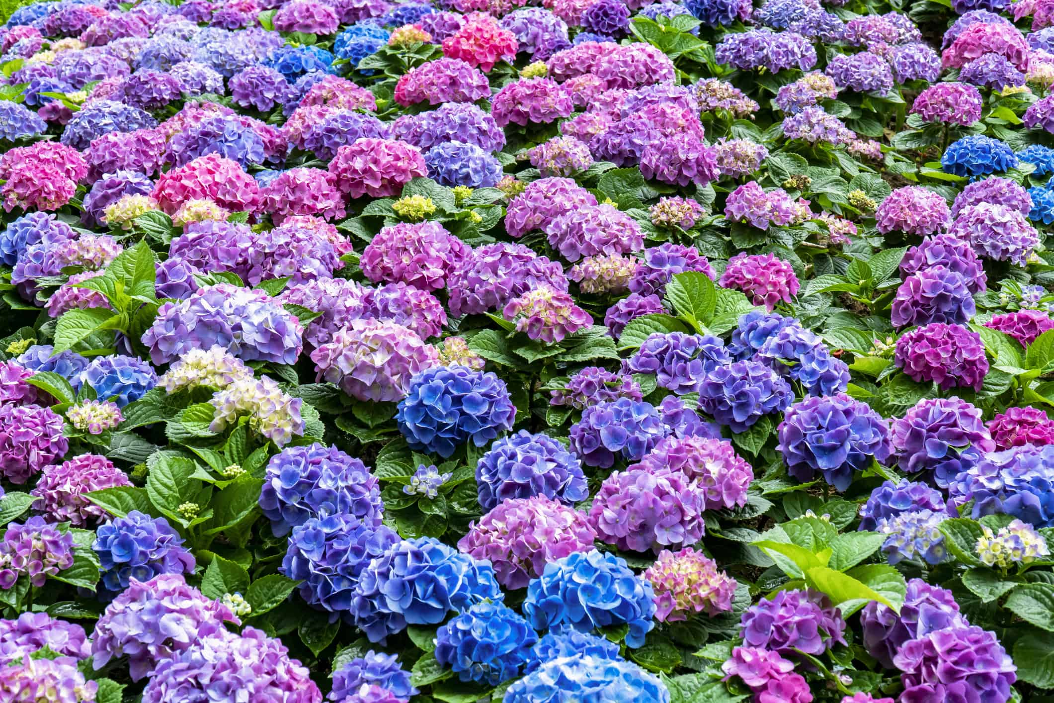 Image of Rhododendrons flowers similar to hydrangeas
