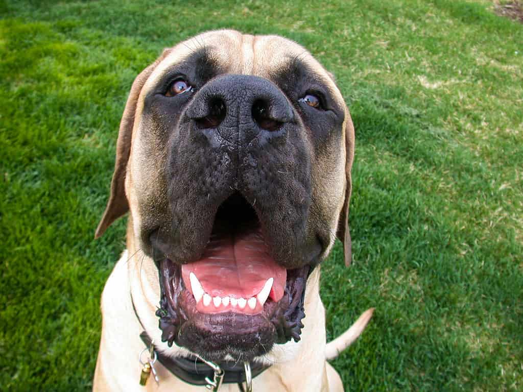 Mastiff, English Culture, Animal, British Culture, Close-up