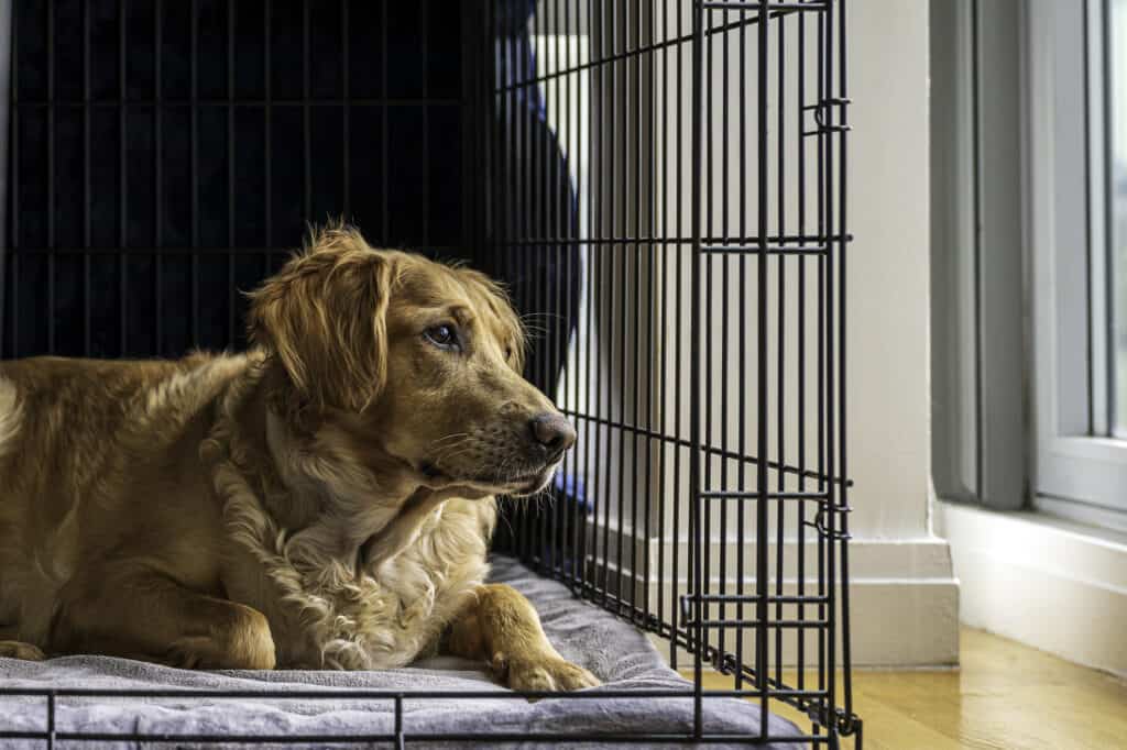 Golden retriever resting in her dog crate