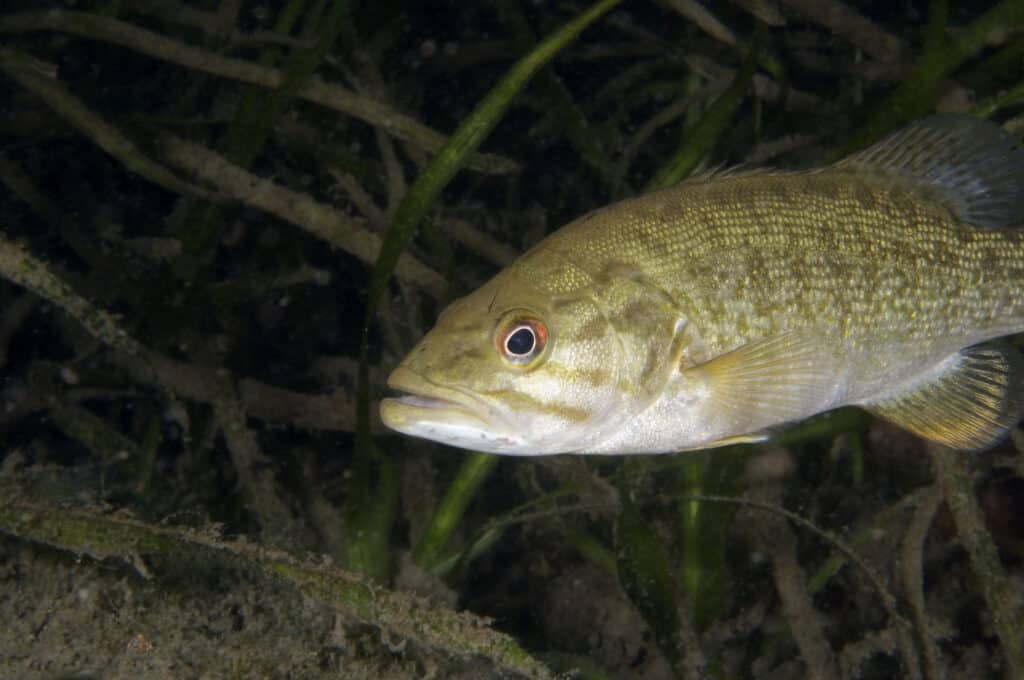 Smallmouth bass underwater.