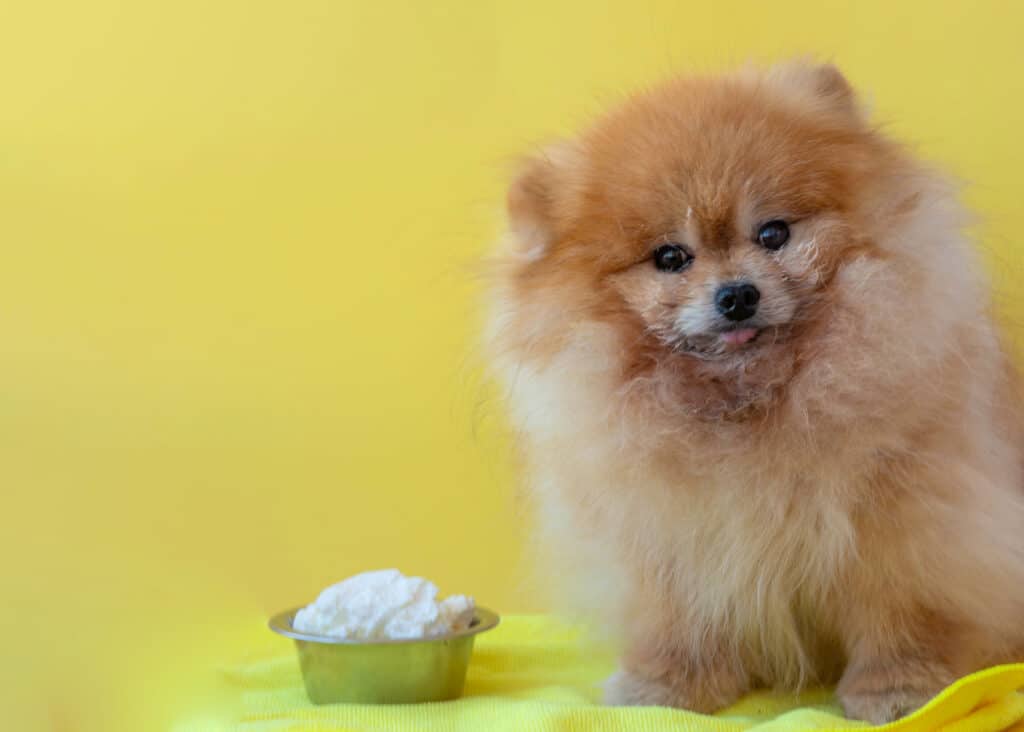 a small dog sitting to the right of a small bowl of cottage cheese against a yellow background.