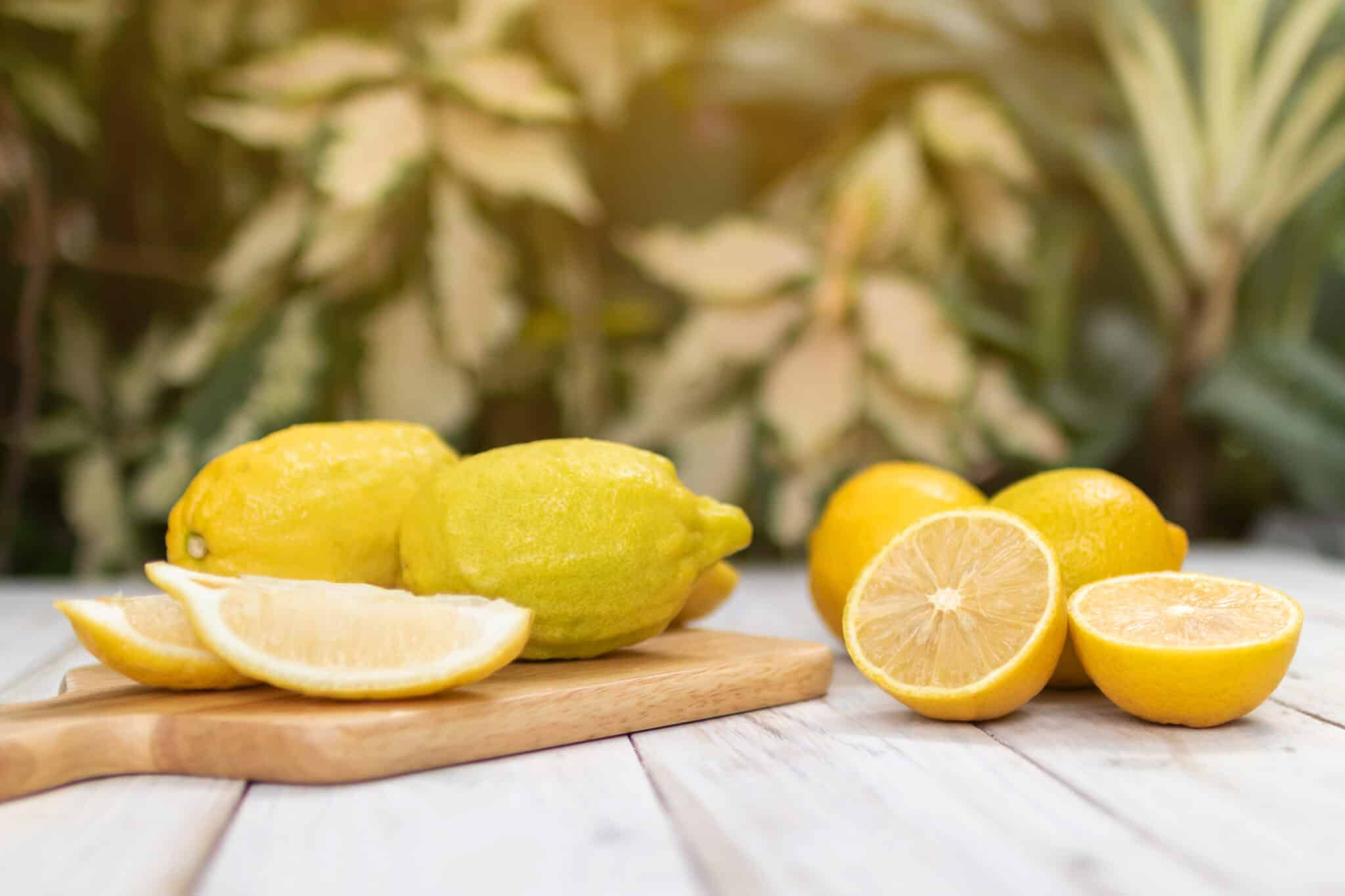 Lisbon Lemon Tree vs. Meyer Lemon Tree AZ Animals