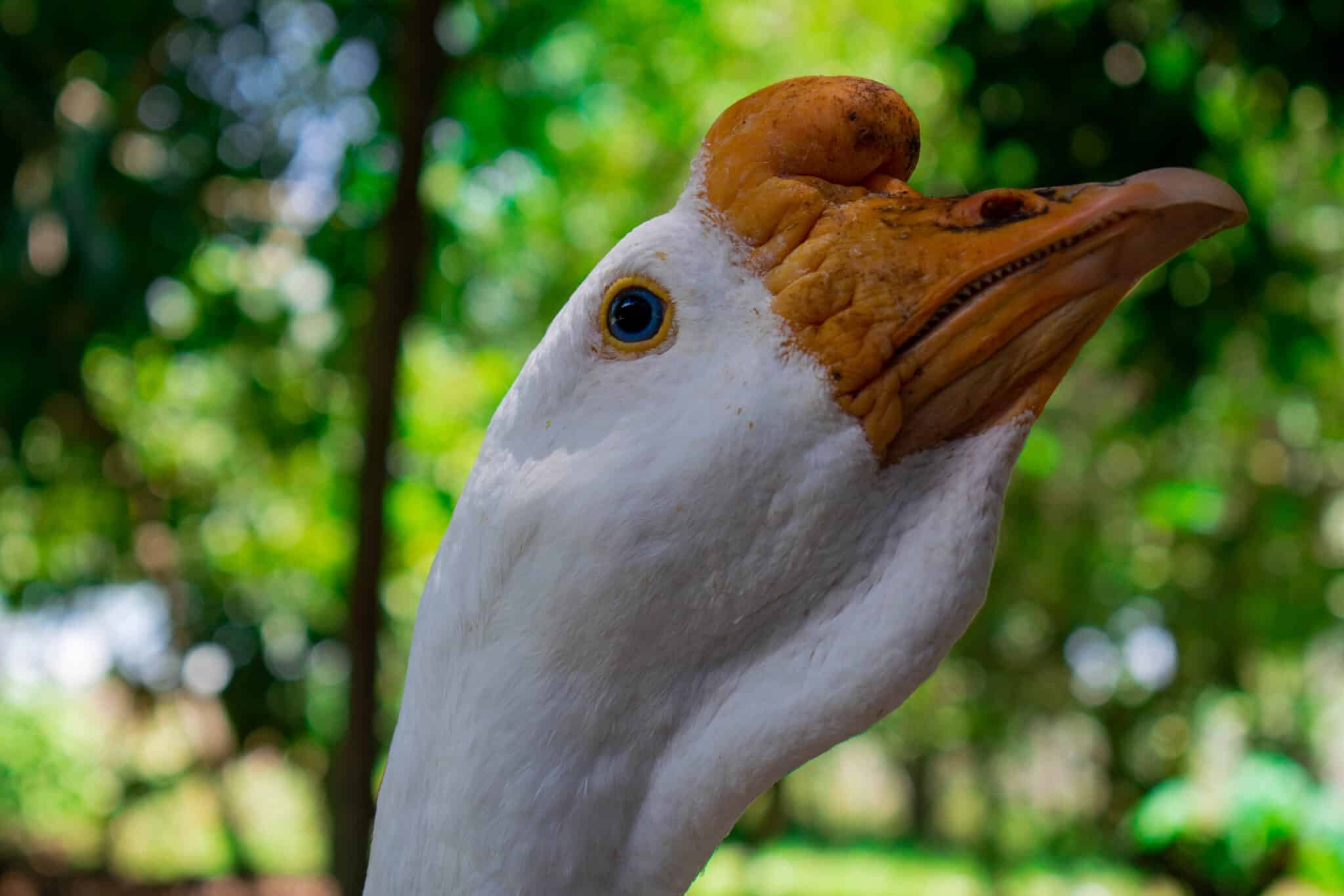 Emperor Goose Animal Pictures | A-Z Animals