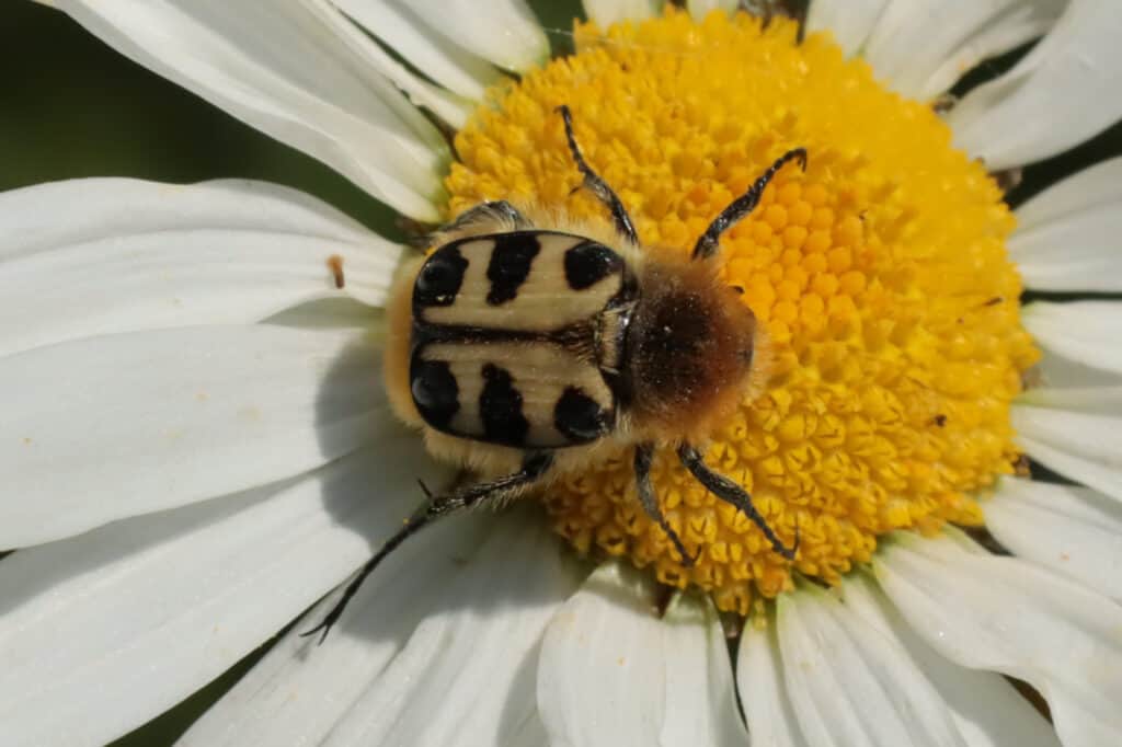 Bee beetle