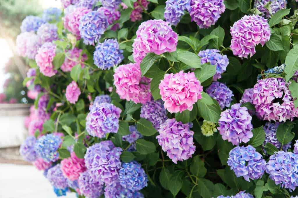Hydrangea flowers in pink, blue, lilac and purple