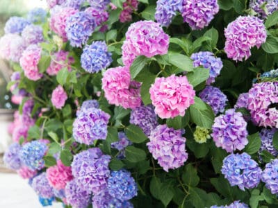 A The 11 Best Shrubs to Plant in North Carolina (From Flowering to Evergreen!)