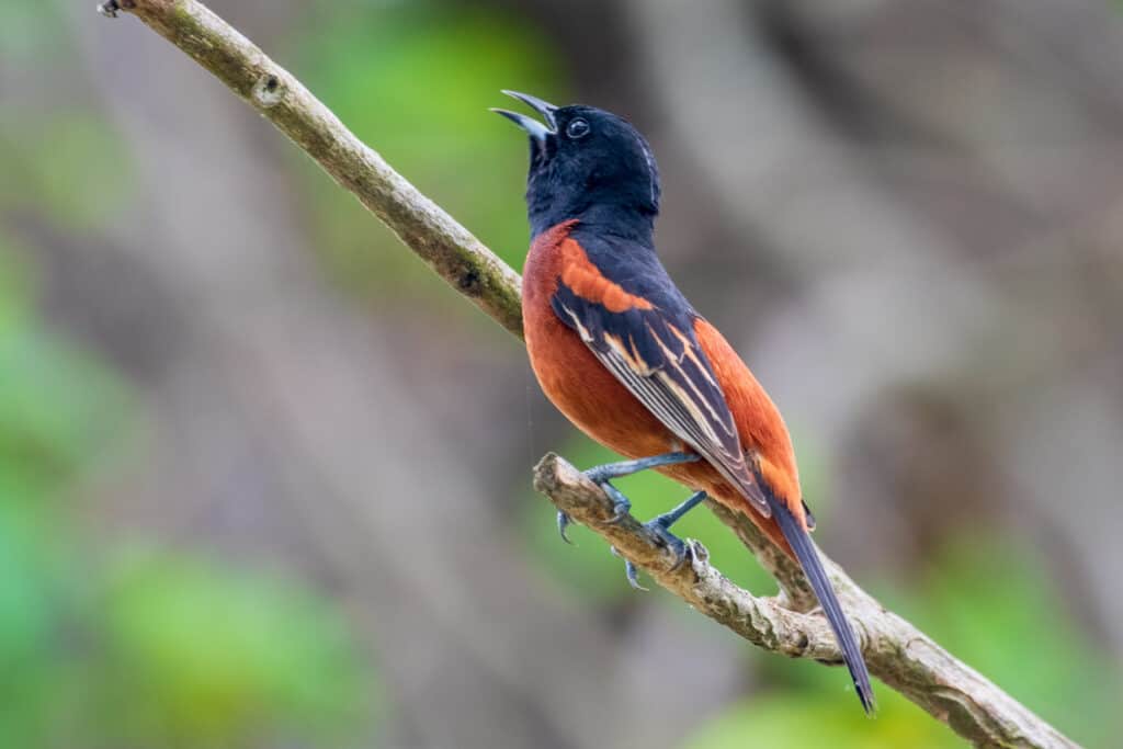 An orchard oriole mid-song