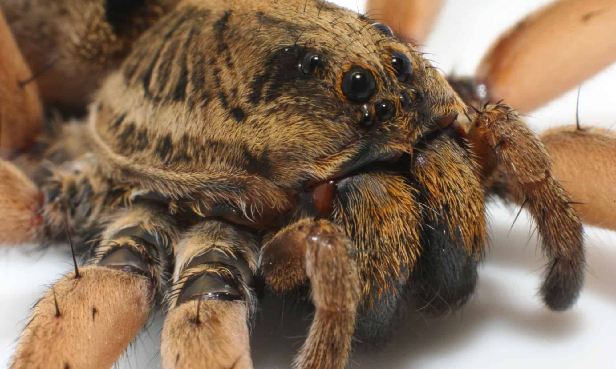 Discover 10 Types Of Wolf Spiders A Z Animals