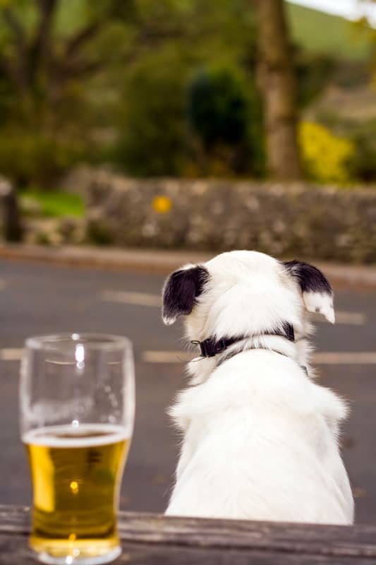 Dog, Beer - Alcohol, Pint Glass, Bar - Drink Establishment, Bench