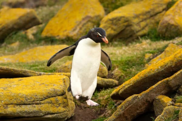 Southern rockhopper penguin hopping on rocks on a coastal area of the Falkland Islands.