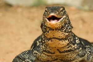 Massive Monitor Lizard Battles a Feisty Snake and Eats It like a Strand of Pasta Picture