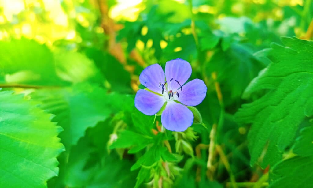 Beauty, Blossom, Blue, Botany, Bright