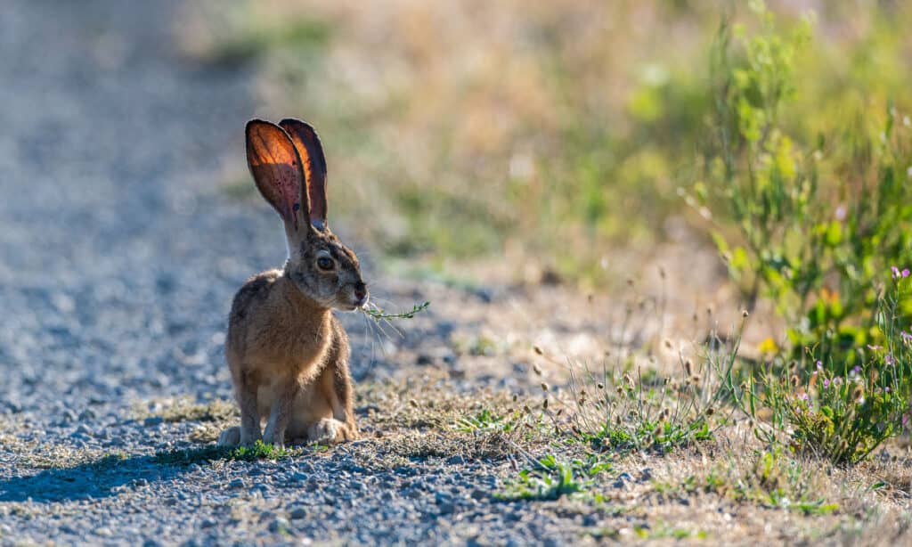 Black-tailed Jackrabbit, Color Image, Horizontal, Infectious Disease, Infestation