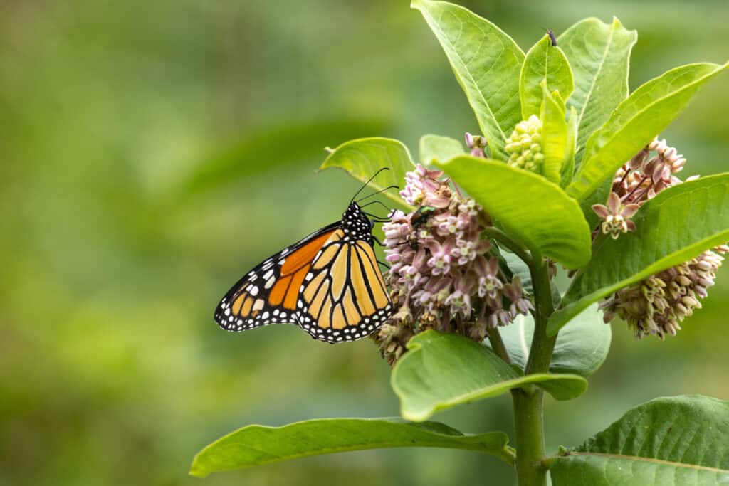 Butterfly sitting on a milkweed flower