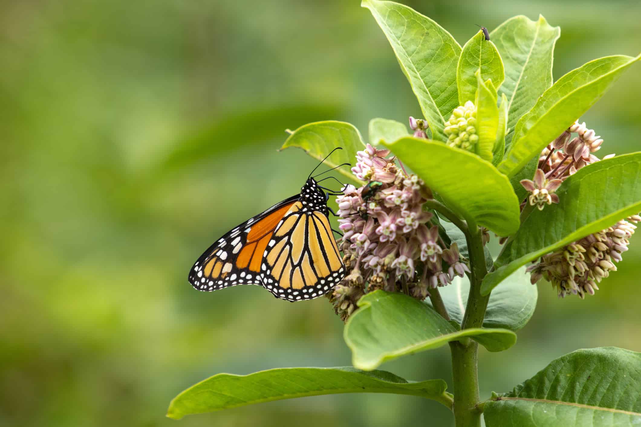 Butterfly sitting on a milkweed flower