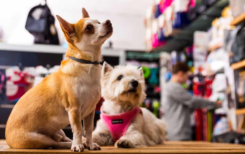 Pet Shop, Dog, Feeding, Waiting, Alertness