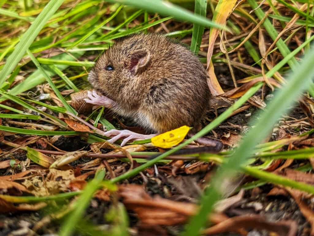 Common vole eating