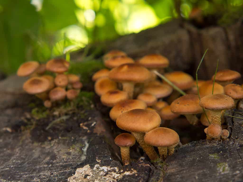 Honey mushrooms or armillaria mellea growing from the stump of a tree in clusters