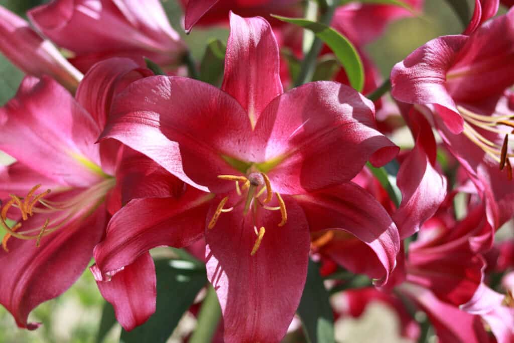 Pink Asiatic Lily flowers in bloom