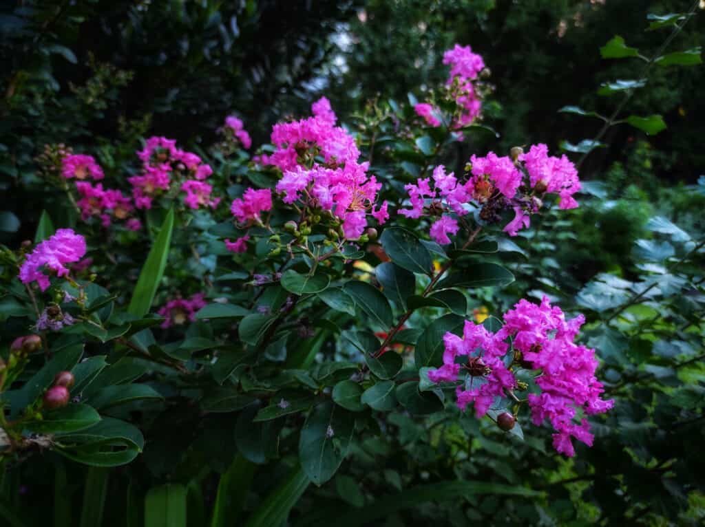 Crepe myrtle bush (Lagerstroemia indica) with fuchsia flowers