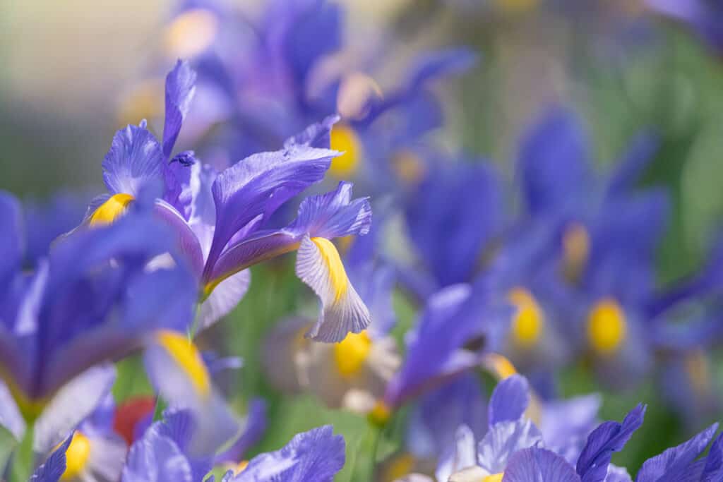 Dutch irises in full bloom