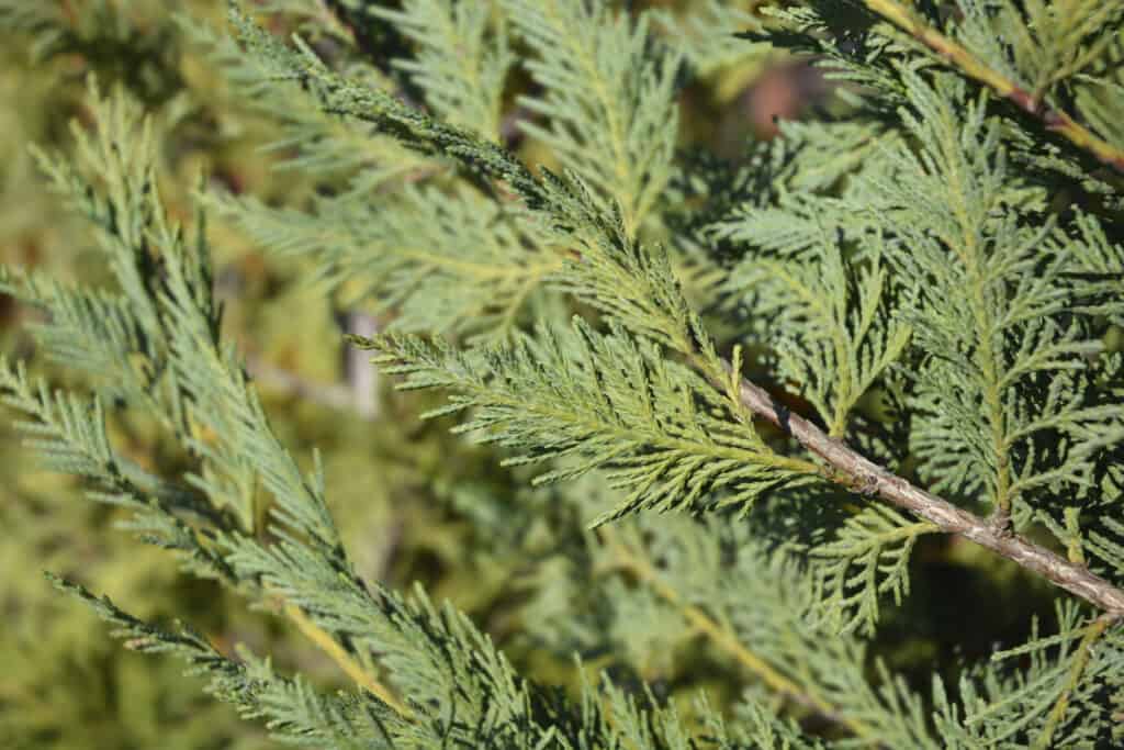 Leyland cypress branch (Cuprocyparis leylandii)
