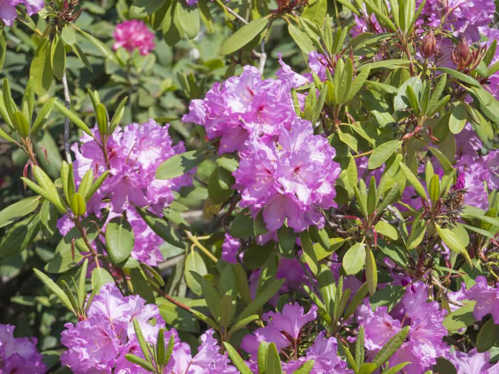Pink violet Rhododendron flower blossoms